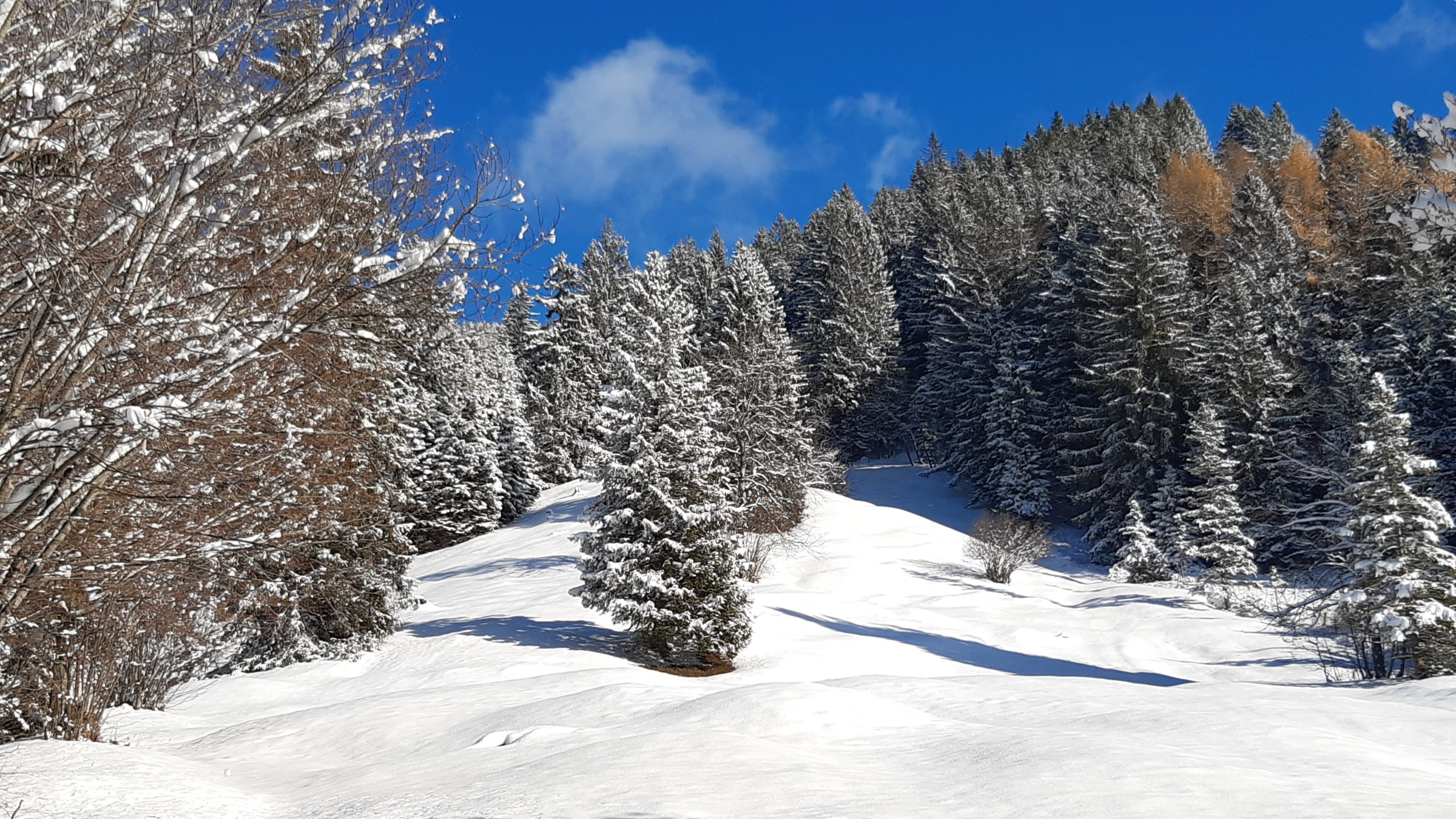 Naturheilpraxis Bonn - Elke Katharina Fischer - Heilpraktikerin - Tanne im Schnee